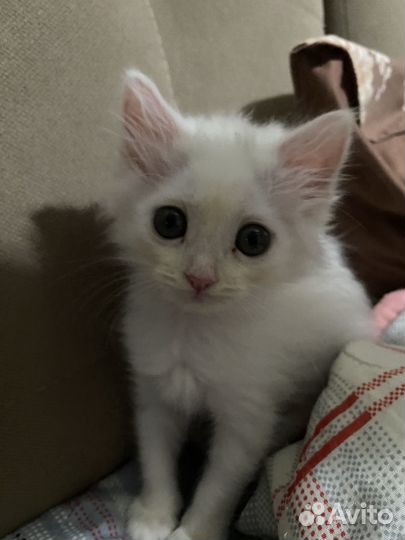 Котята в добрые руки приучены к лотку