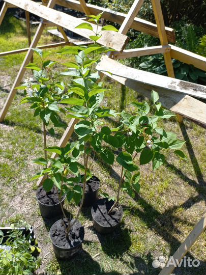 Сирень Красавица Москвы