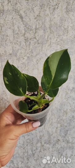 Филодендрон white wizard