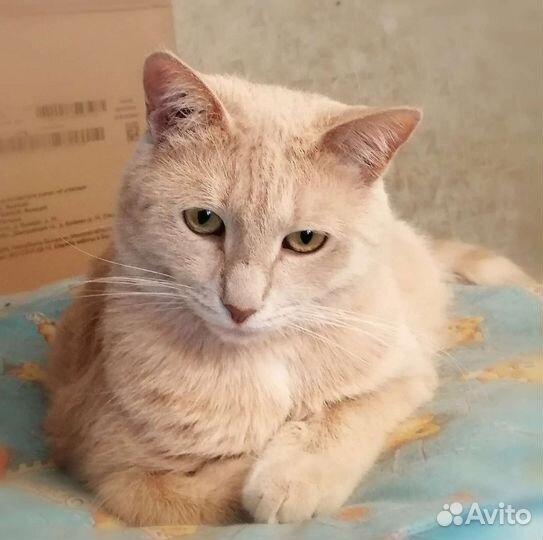 Красавица Сильвия