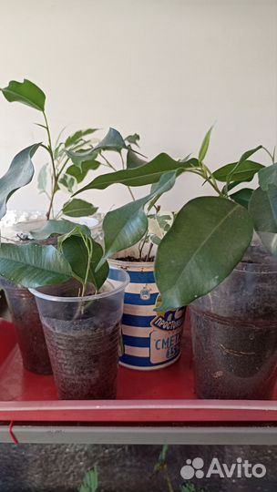 Комнатные растения