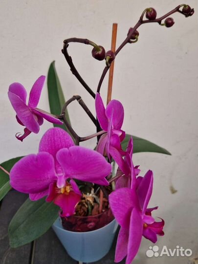 Орхидея фаленопсис
