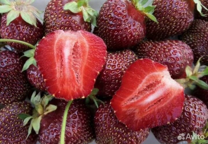 Клубника Чёрный принц крупноплодная сортовая