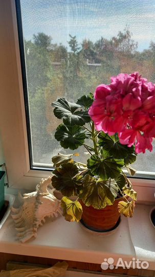 Пеларгония герань