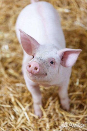 Домашняя свинина мясо свинина