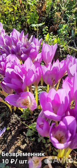 Растения для сада (луковичные)