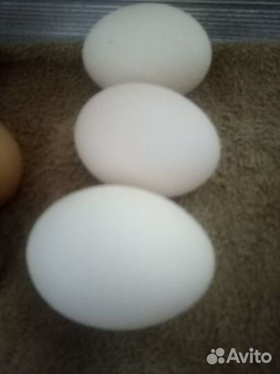 Домашняя птица