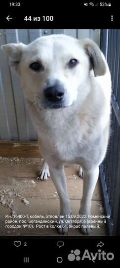 Собака в добрые руки