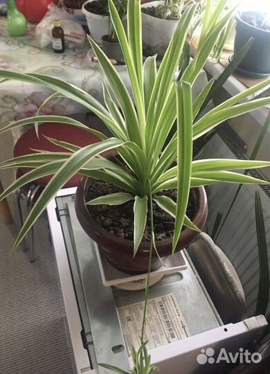 Хлорофитум