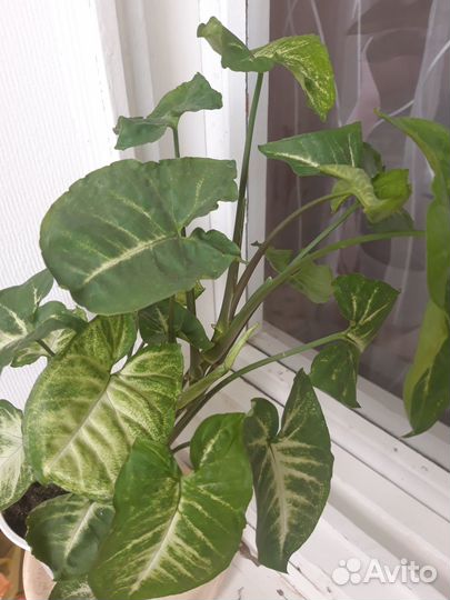 Сингониум ножколистный