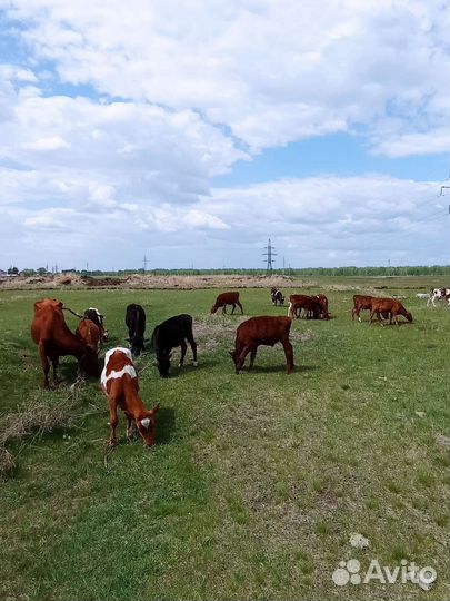 Обмен, Телята на баранов или сено