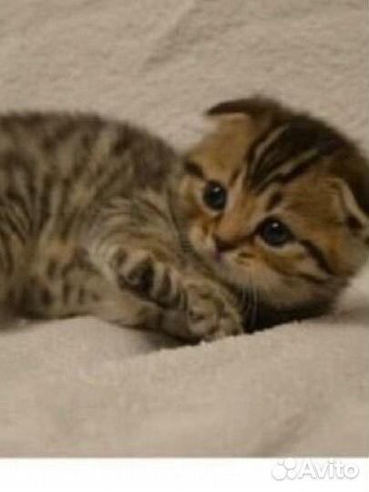 Шотландская вислоухая девочка