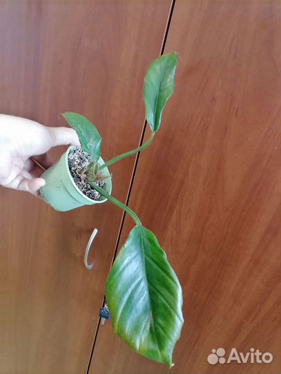 Спатифиллум Домино