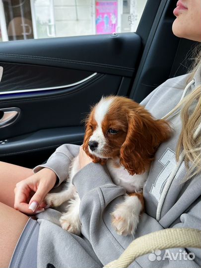 Кинг чарльз спаниель