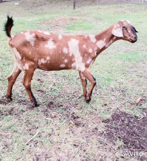 Коза нубийская