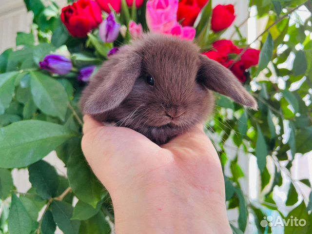 Кролики малыши ручные мини
