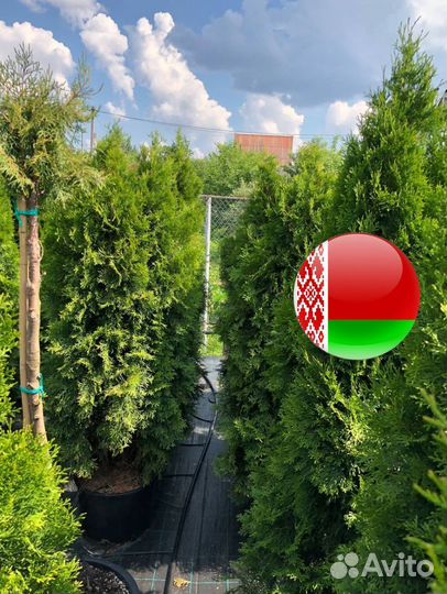 Туя для живой изгороди