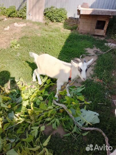 Коза 4 мес