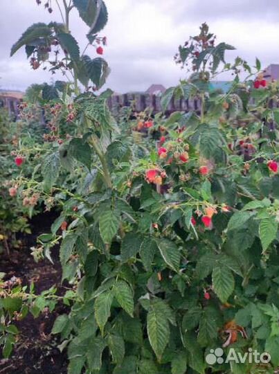 Саженцы малины