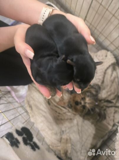 Йоркширский терьер щенки мини девочки