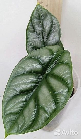 Комнатные растения цветы