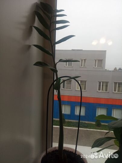 Замиокулькас