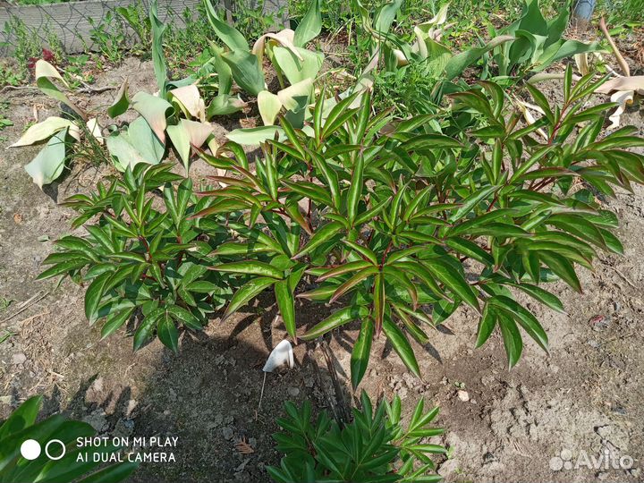 Пионы саженцы