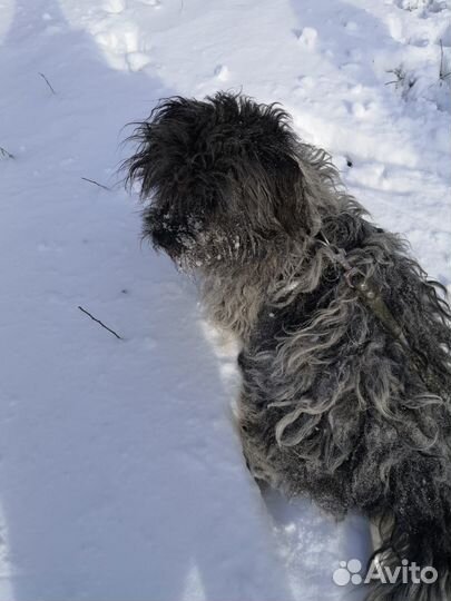 Отдам в добрые руки