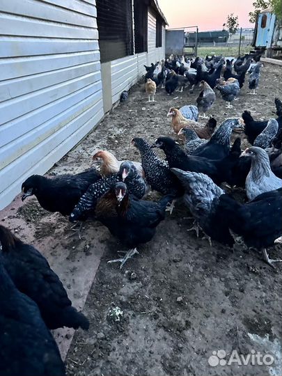 Куры несушки молодые, Не старьё под видом 8-9 мес