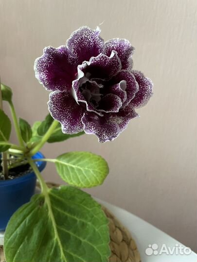 Глоксиния махровая