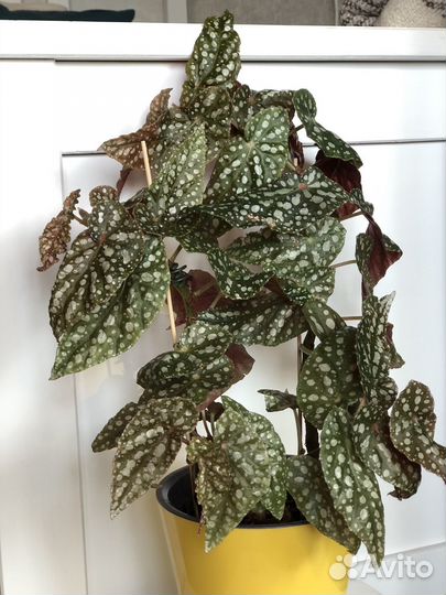 Бегония макулата