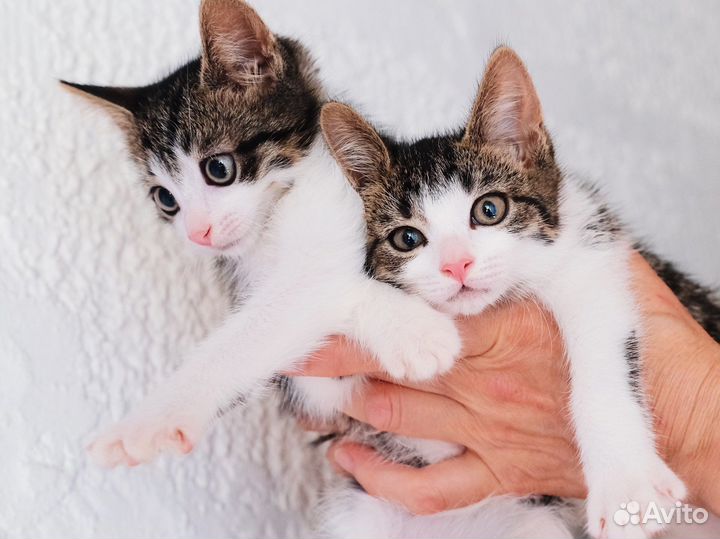 Ласковый полосатый котёнок 2,5 мес. Мальчики