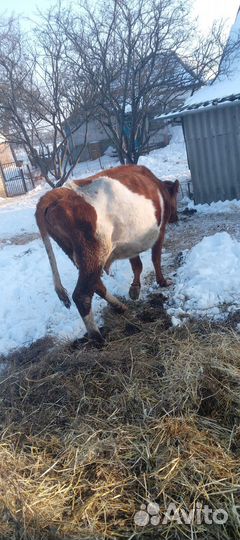 Корова дойная