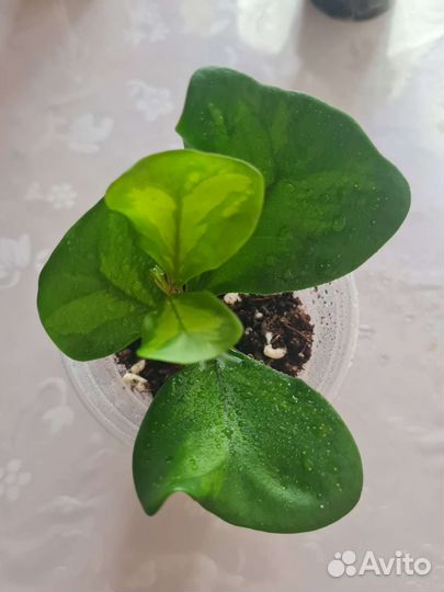 Фикус триангулярис грин дрим коконат вайт маржин