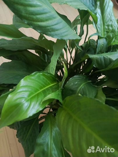 Спатифиллум