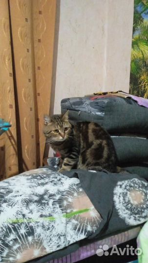 Породистый кот