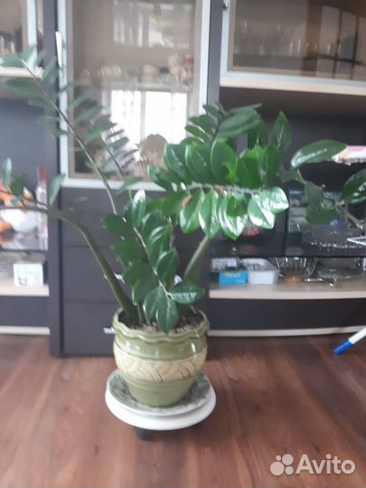 Комнатные цветы