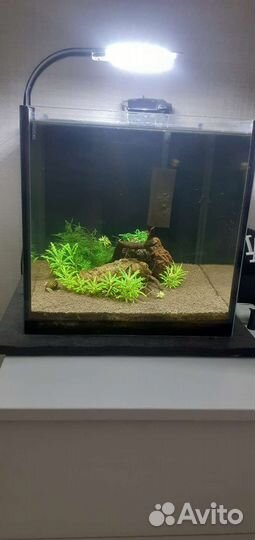 Аквариум