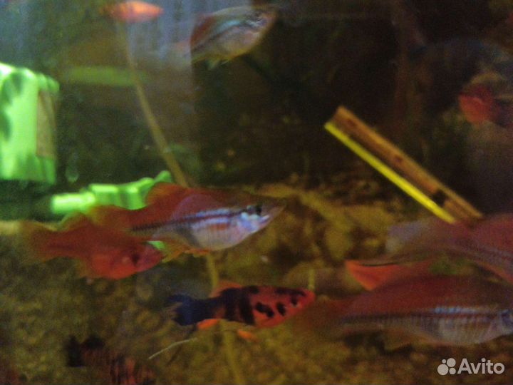 Меченосцы красно-прозрачные (радужные)