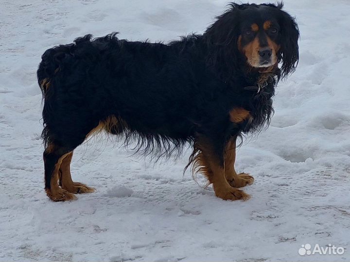 Собаки потеряшки