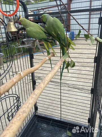 Ожереловые попугаи пара