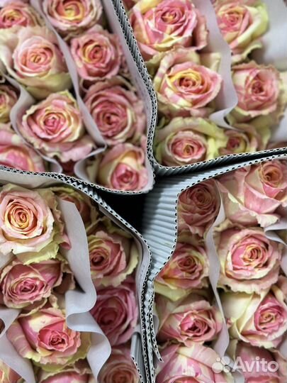 Растения, роза, 51 роза, 101 роза, букет роз