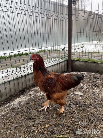 Молодые петухи