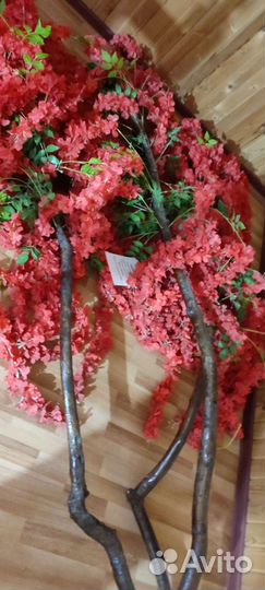 Декоративные деревья