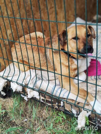 Собака в добрые руки