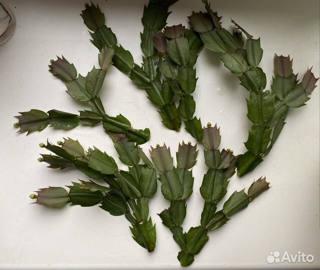 Декабрист Шлюмбергера белый