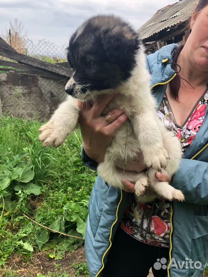 Щенки бесплатно