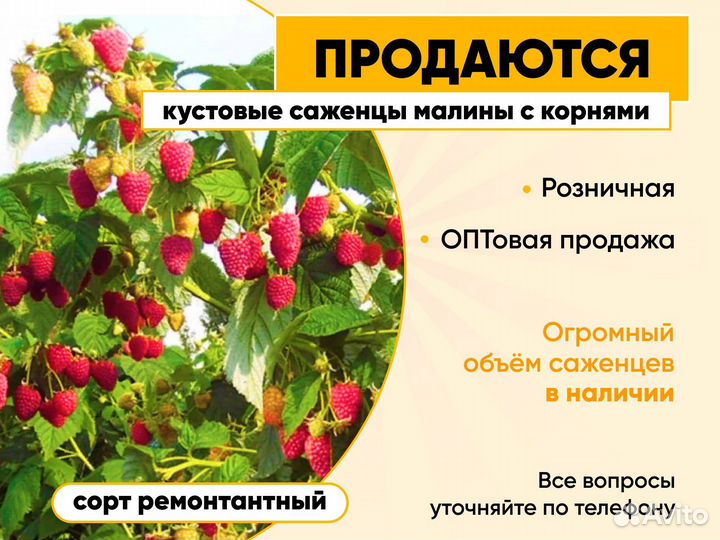 Рассада помидор