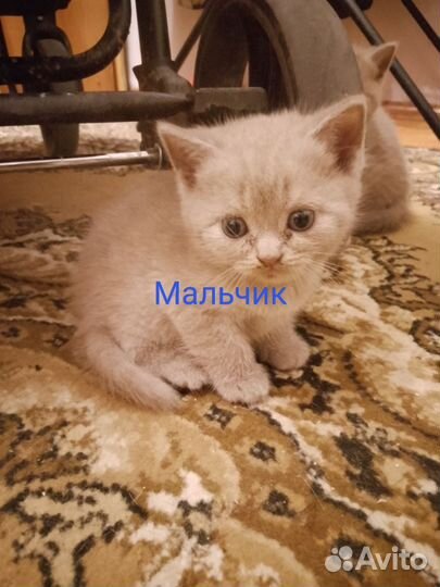 Шотландская