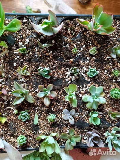 Суккуленты набор